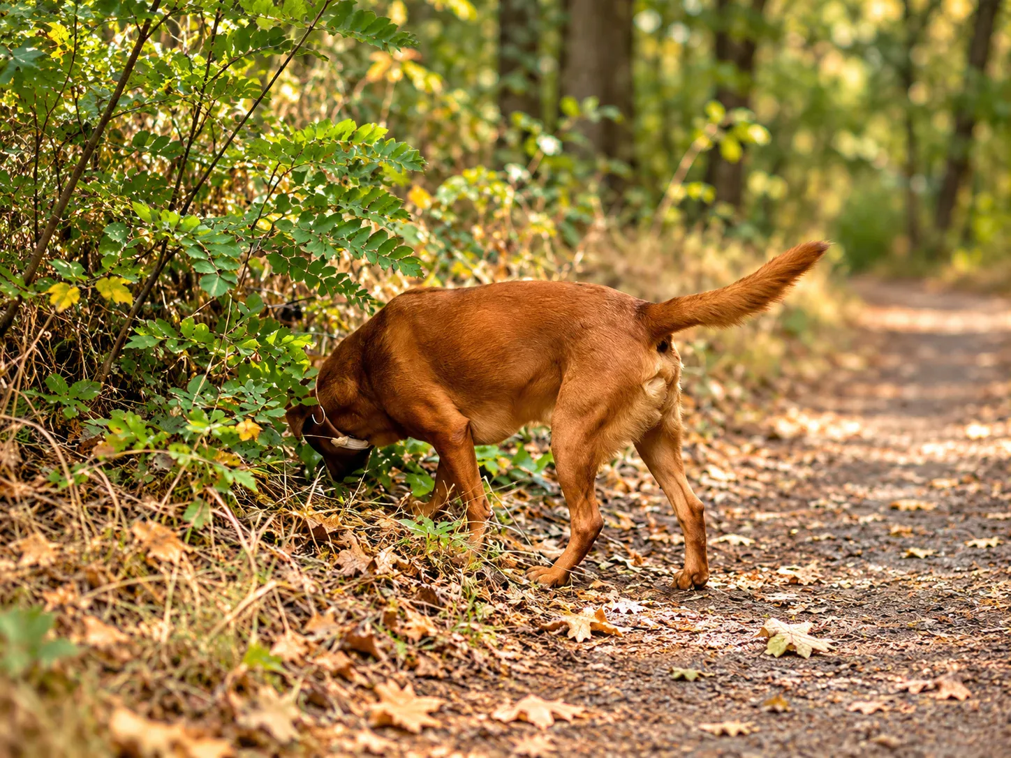 Chief Elliot beim Schnüffeln auf dem Waldboden