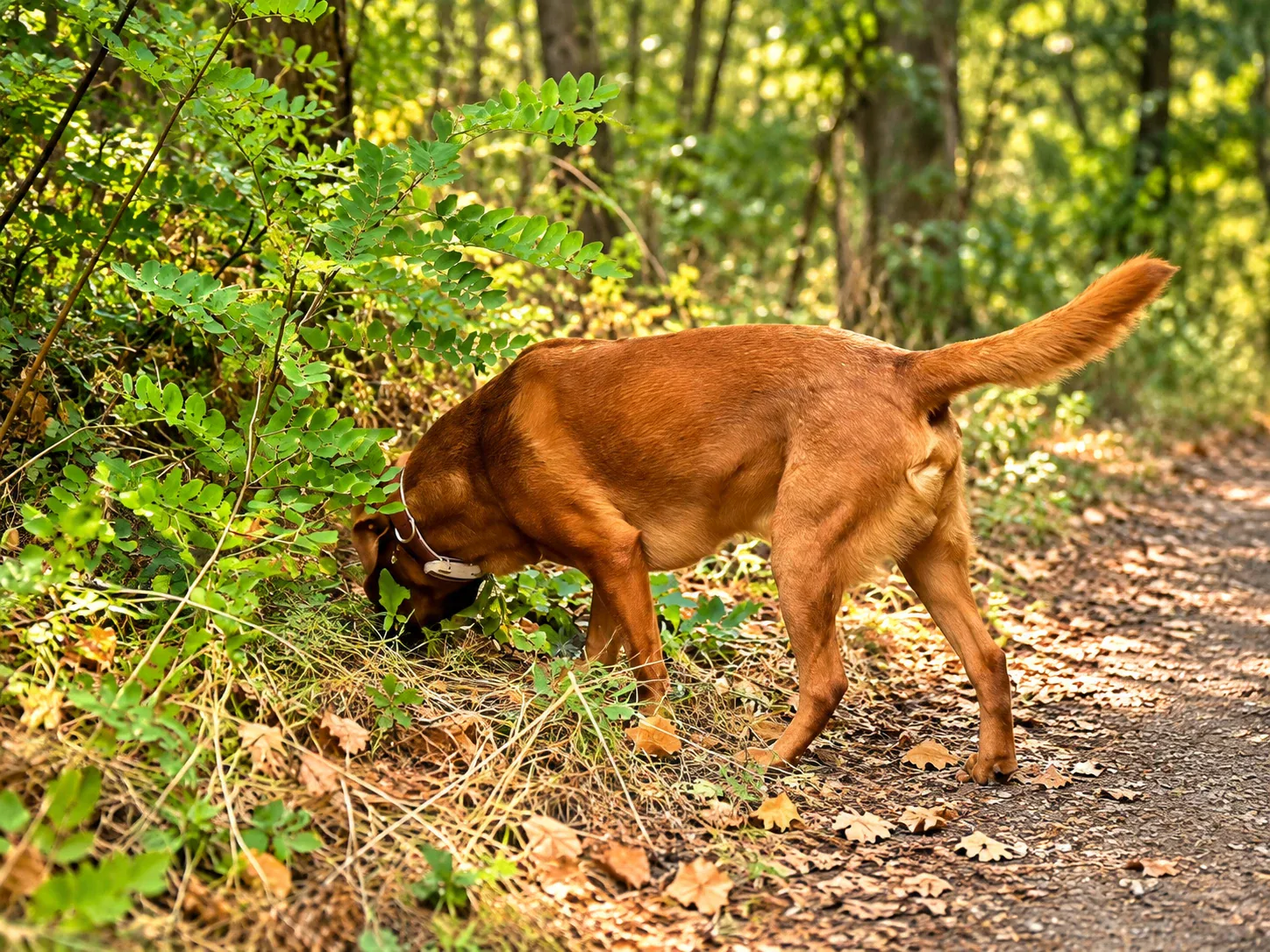Fox Red Labrador Retriever Chief Elliot auf einem Waldpfad