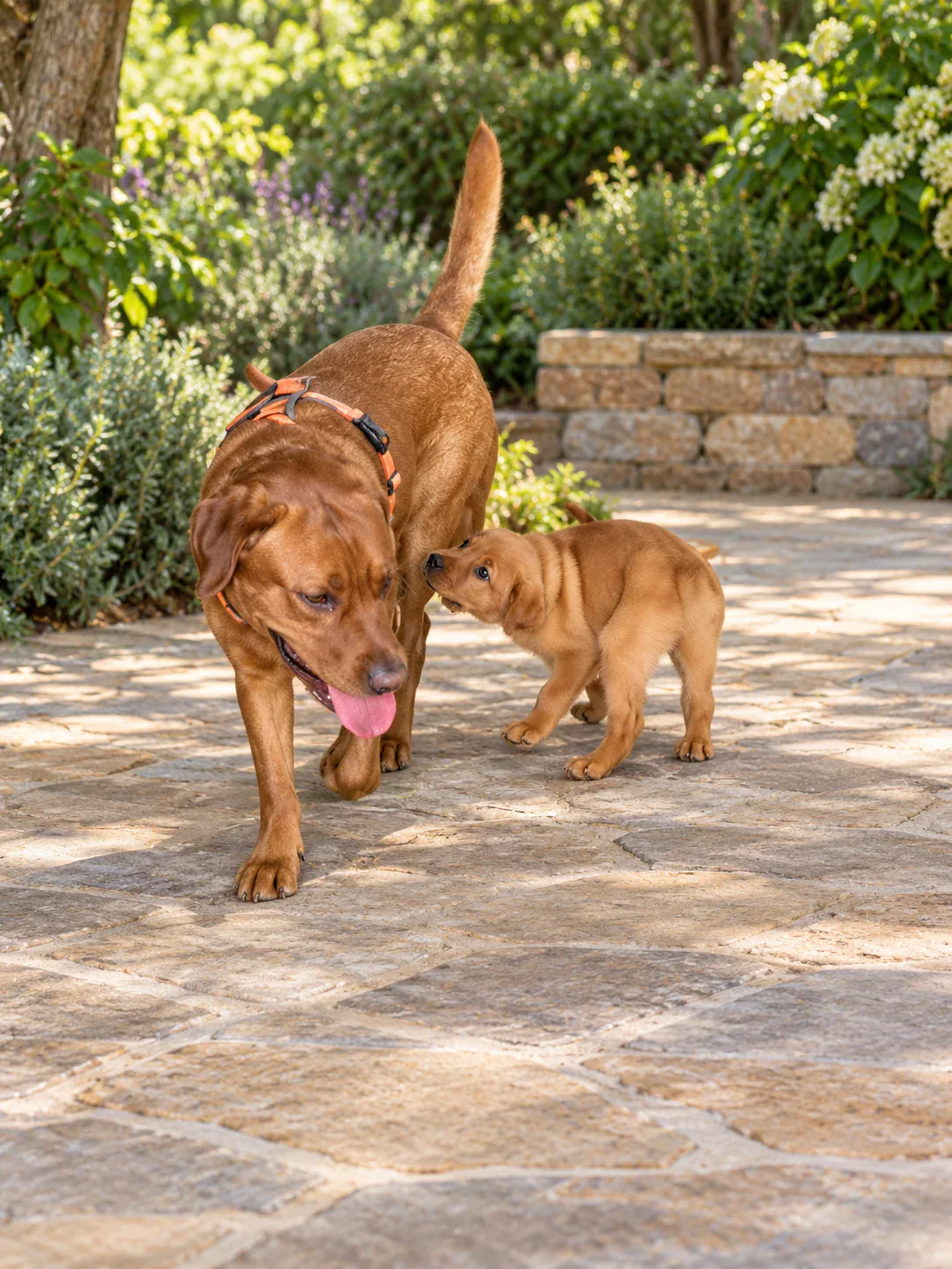 Chief Elliot behutsam zusammen mit einem seiner Fox Red Labrador Welpen