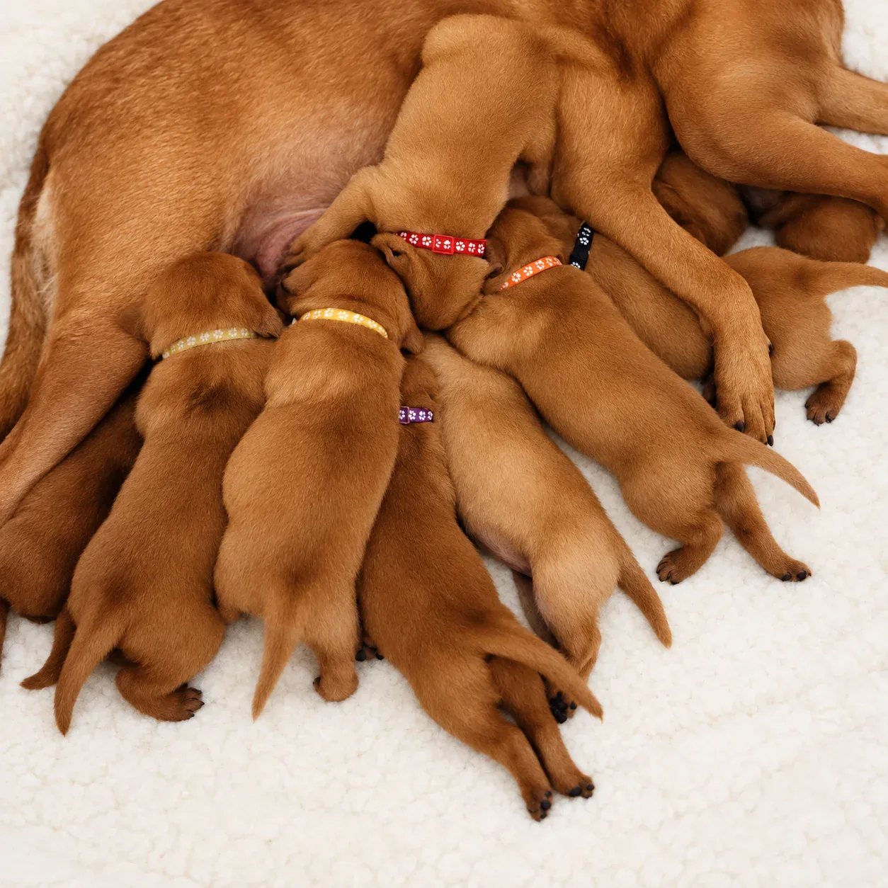 Viele Fox Red Labrador Welpen aus Chief Elliots Nachzucht bei der Mutterhündin